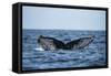 Humpback Whale, Sardine Run, Eastern Cape, South Africa-Pete Oxford-Framed Stretched Canvas