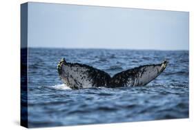 Humpback Whale, Sardine Run, Eastern Cape, South Africa-Pete Oxford-Stretched Canvas