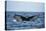 Humpback Whale, Sardine Run, Eastern Cape, South Africa-Pete Oxford-Stretched Canvas