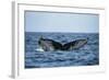 Humpback Whale, Sardine Run, Eastern Cape, South Africa-Pete Oxford-Framed Photographic Print