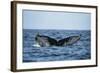 Humpback Whale, Sardine Run, Eastern Cape, South Africa-Pete Oxford-Framed Photographic Print