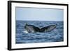 Humpback Whale, Sardine Run, Eastern Cape, South Africa-Pete Oxford-Framed Photographic Print