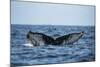 Humpback Whale, Sardine Run, Eastern Cape, South Africa-Pete Oxford-Mounted Photographic Print