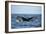 Humpback Whale, Sardine Run, Eastern Cape, South Africa-Pete Oxford-Framed Photographic Print