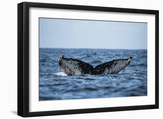 Humpback Whale, Sardine Run, Eastern Cape, South Africa-Pete Oxford-Framed Photographic Print