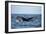 Humpback Whale, Sardine Run, Eastern Cape, South Africa-Pete Oxford-Framed Photographic Print
