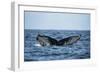 Humpback Whale, Sardine Run, Eastern Cape, South Africa-Pete Oxford-Framed Photographic Print