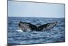 Humpback Whale, Sardine Run, Eastern Cape, South Africa-Pete Oxford-Mounted Photographic Print