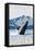 Humpback Whale, Seward, Alaska-Lantern Press-Framed Stretched Canvas