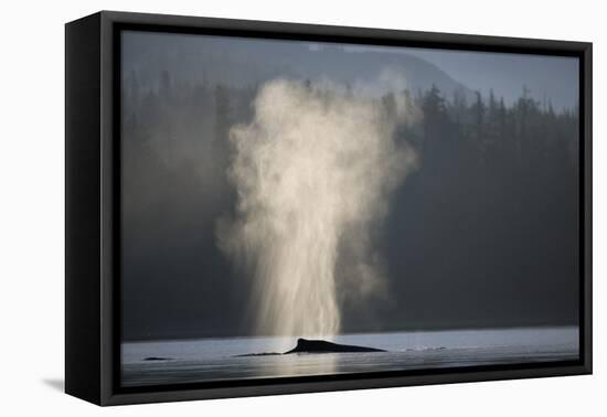 Humpback Whale Spouting in Frederick Sound at Dawn-null-Framed Stretched Canvas