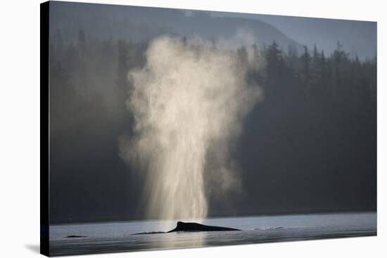 Humpback Whale Spouting in Frederick Sound at Dawn-null-Stretched Canvas