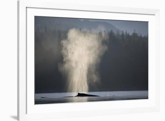 Humpback Whale Spouting in Frederick Sound at Dawn-null-Framed Photographic Print