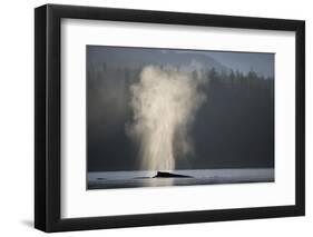 Humpback Whale Spouting in Frederick Sound at Dawn-null-Framed Photographic Print