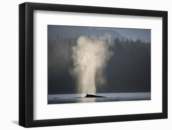 Humpback Whale Spouting in Frederick Sound at Dawn-null-Framed Photographic Print