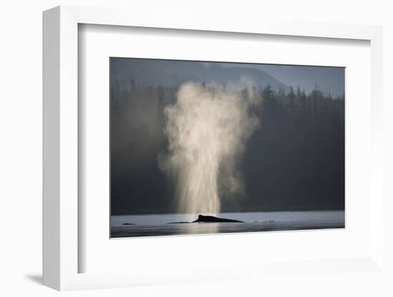 Humpback Whale Spouting in Frederick Sound at Dawn-null-Framed Photographic Print