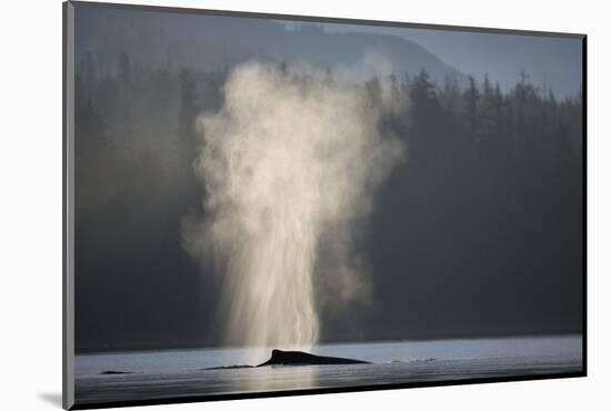 Humpback Whale Spouting in Frederick Sound at Dawn-null-Mounted Photographic Print