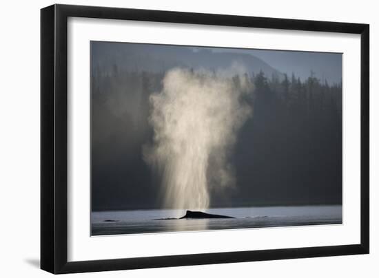 Humpback Whale Spouting in Frederick Sound at Dawn-null-Framed Photographic Print