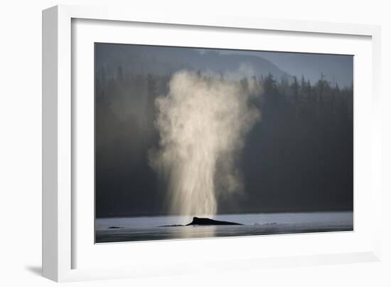 Humpback Whale Spouting in Frederick Sound at Dawn-null-Framed Photographic Print