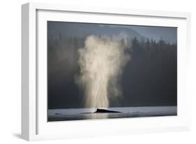 Humpback Whale Spouting in Frederick Sound at Dawn-null-Framed Photographic Print