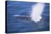 Humpback Whale Spraying Sea Water-DLILLC-Stretched Canvas