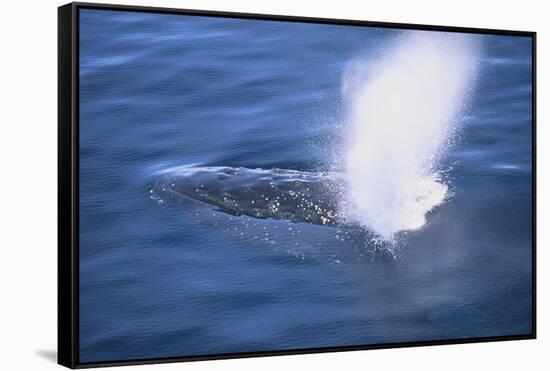 Humpback Whale Spraying Sea Water-DLILLC-Framed Stretched Canvas