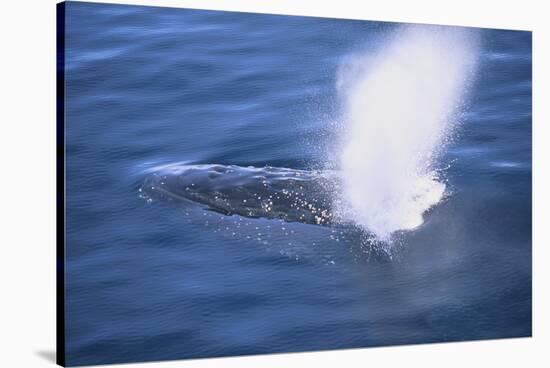 Humpback Whale Spraying Sea Water-DLILLC-Stretched Canvas