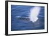 Humpback Whale Spraying Sea Water-DLILLC-Framed Photographic Print