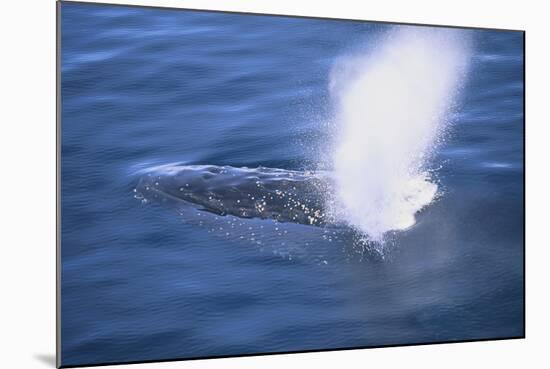 Humpback Whale Spraying Sea Water-DLILLC-Mounted Photographic Print