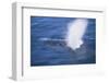 Humpback Whale Spraying Sea Water-DLILLC-Framed Photographic Print