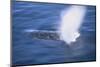 Humpback Whale Spraying Sea Water-DLILLC-Mounted Photographic Print