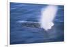 Humpback Whale Spraying Sea Water-DLILLC-Framed Photographic Print