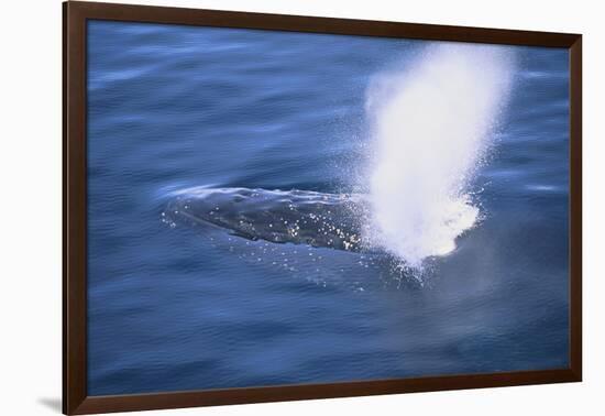 Humpback Whale Spraying Sea Water-DLILLC-Framed Photographic Print