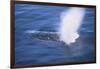 Humpback Whale Spraying Sea Water-DLILLC-Framed Photographic Print