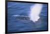 Humpback Whale Spraying Sea Water-DLILLC-Framed Photographic Print