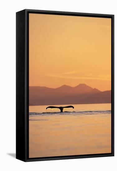 Humpback Whale Surfacing at Sunset-null-Framed Stretched Canvas