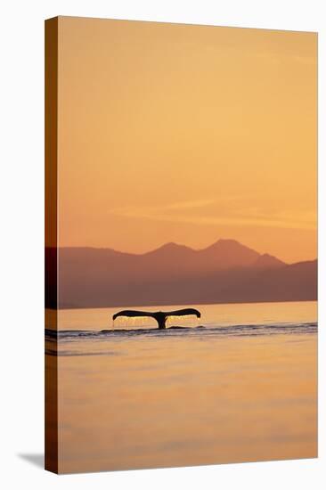 Humpback Whale Surfacing at Sunset-null-Stretched Canvas