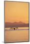 Humpback Whale Surfacing at Sunset-null-Mounted Photographic Print