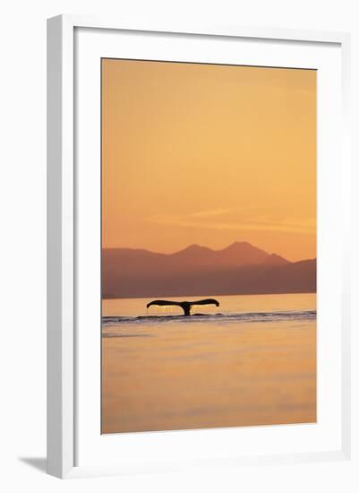 Humpback Whale Surfacing at Sunset-null-Framed Photographic Print