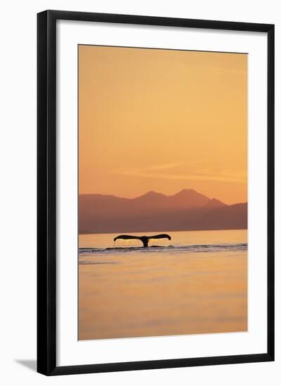 Humpback Whale Surfacing at Sunset-null-Framed Photographic Print