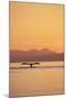 Humpback Whale Surfacing at Sunset-null-Mounted Photographic Print