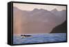 Humpback Whale Surfacing in Aialik Bay-null-Framed Stretched Canvas