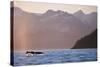 Humpback Whale Surfacing in Aialik Bay-null-Stretched Canvas