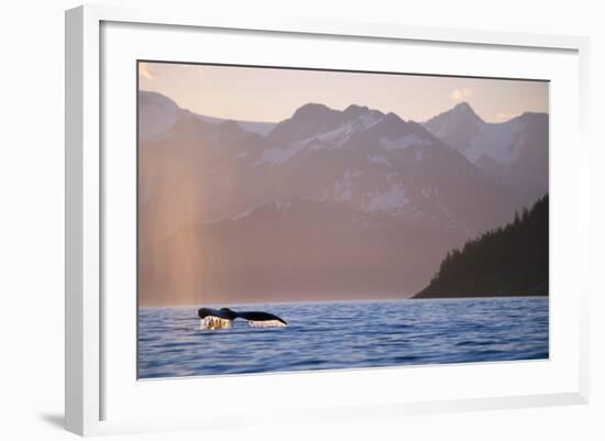 Humpback Whale Surfacing in Aialik Bay-null-Framed Photographic Print