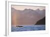 Humpback Whale Surfacing in Aialik Bay-null-Framed Photographic Print