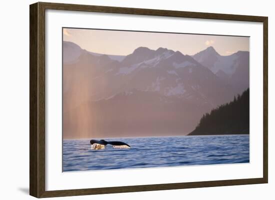 Humpback Whale Surfacing in Aialik Bay-null-Framed Photographic Print