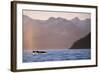 Humpback Whale Surfacing in Aialik Bay-null-Framed Photographic Print