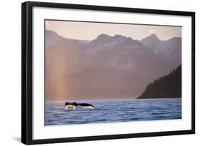 Humpback Whale Surfacing in Aialik Bay-null-Framed Photographic Print