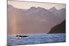 Humpback Whale Surfacing in Aialik Bay-null-Mounted Photographic Print