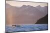 Humpback Whale Surfacing in Aialik Bay-null-Mounted Photographic Print