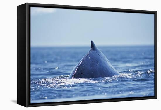 Humpback Whale Surfacing in Frederick Sound-Paul Souders-Framed Stretched Canvas